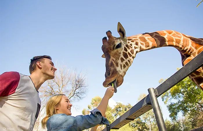 Adelaide Zoo Tickets Highlights